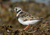 Turnstone Arenaria interpres