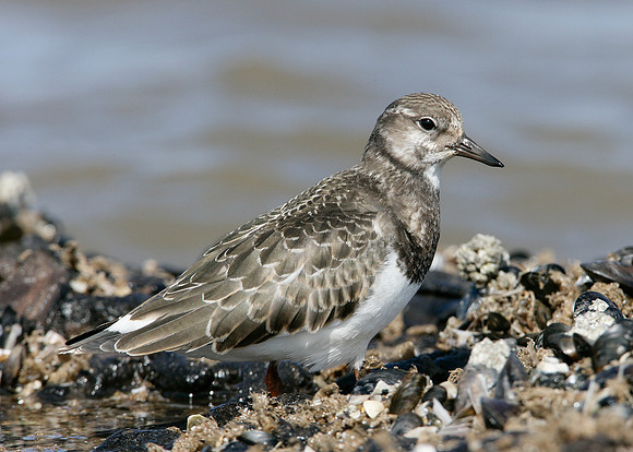 Turnstone Arenaria interpres