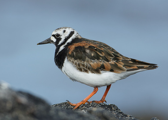 Turnstone Arenaria interpres