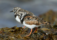 Turnstone Arenaria interpres