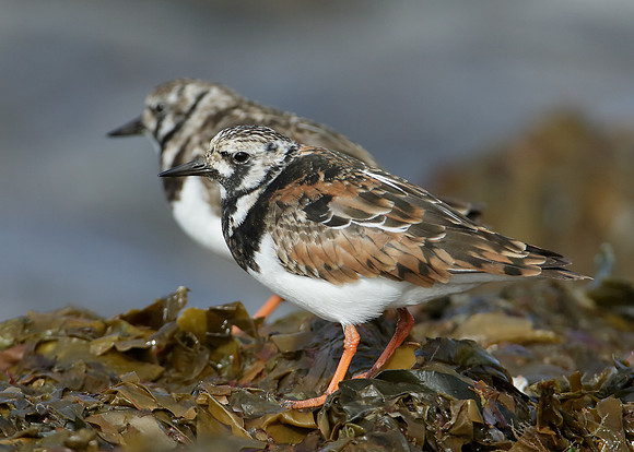 Turnstone Arenaria interpres
