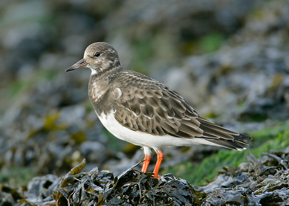 Turnstone Arenaria interpres