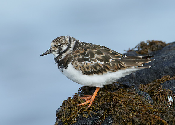 Turnstone Arenaria interpres