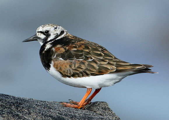 Turnstone Arenaria interpres
