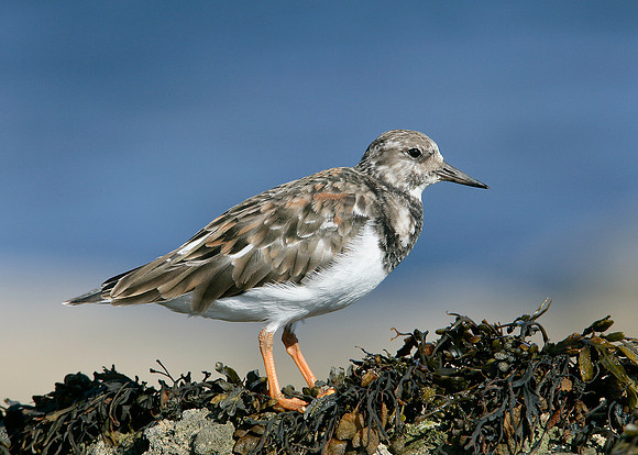 Turnstone Arenaria interpres