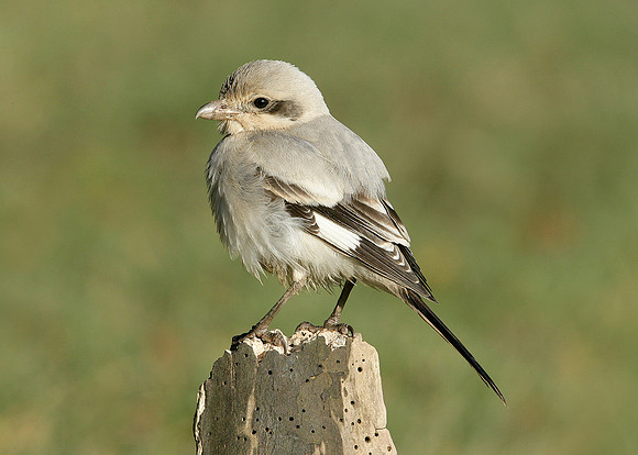 Steppe Grey Shrike Lanius meridionalis pallidirostris