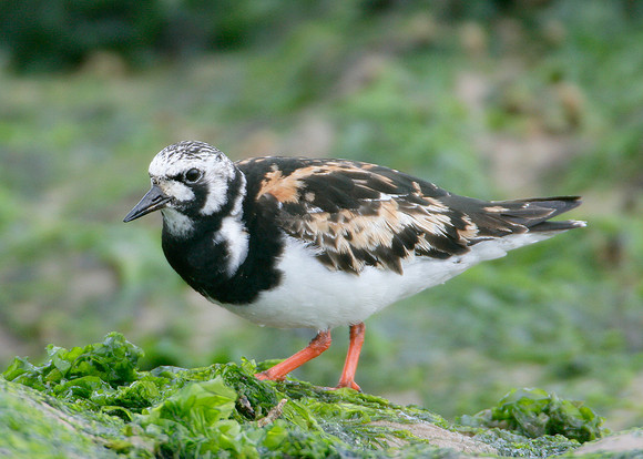 Turnstone Arenaria interpres
