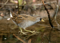 Sora Porzana carolina