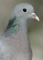 Stock Dove Columba oenas