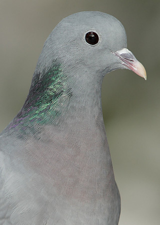 Stock Dove Columba oenas