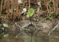 Sora Porzana carolina