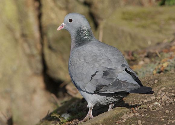 Stock Dove Columba oenas
