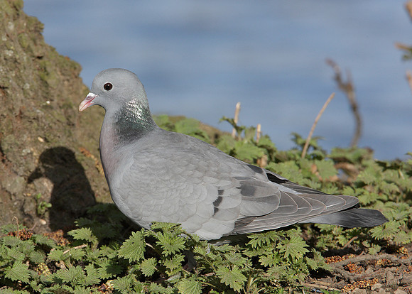 Stock Dove Columba oenas