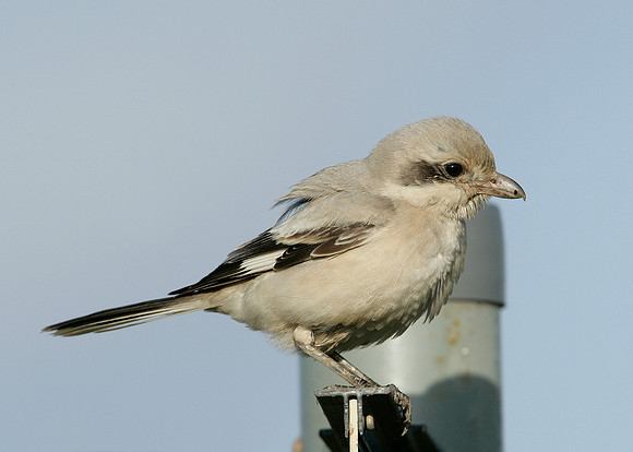 Steppe Grey Shrike Lanius meridionalis pallidirostris