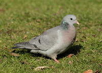 Stock Dove Columba oenas