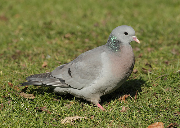 Stock Dove Columba oenas
