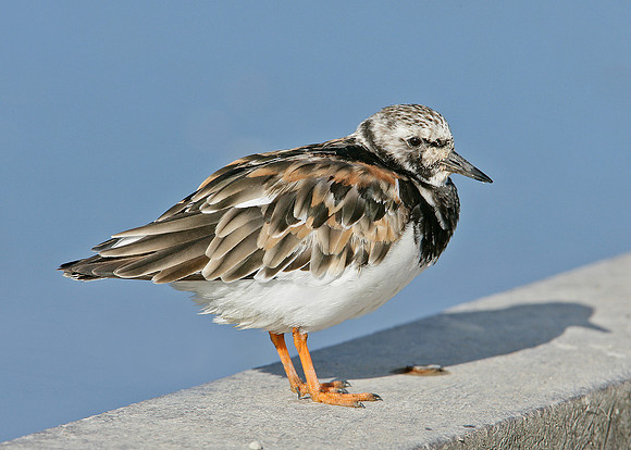 Turnstone Arenaria interpres