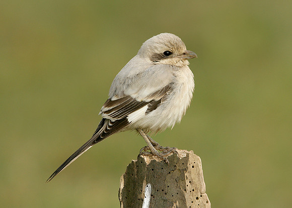 Steppe Grey Shrike Lanius meridionalis pallidirostris
