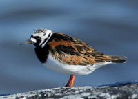 Turnstone Arenaria interpres