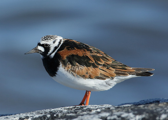 Turnstone Arenaria interpres