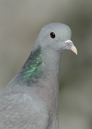 Stock Dove Columba oenas
