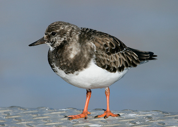 Turnstone Arenaria interpres