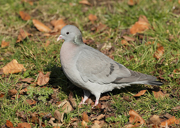 Stock Dove Columba oenas
