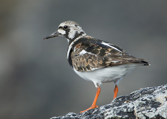 Turnstone Arenaria interpres