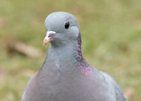 Stock Dove Columba oenas