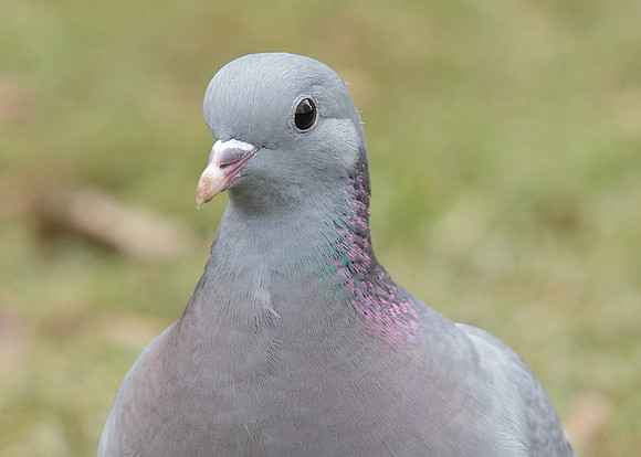 Stock Dove Columba oenas
