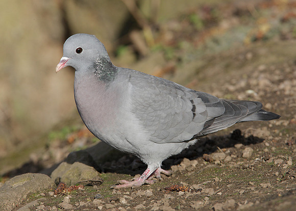 Stock Dove Columba oenas