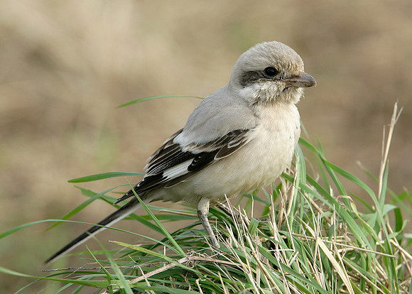 Steppe Grey Shrike Lanius meridionalis pallidirostris