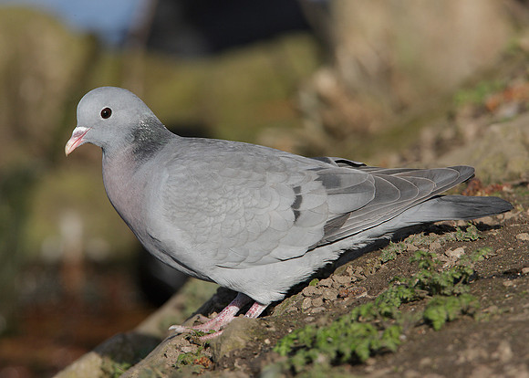 Stock Dove Columba oenas