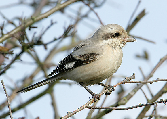 Steppe Grey Shrike Lanius meridionalis pallidirostris