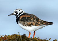 Turnstone Arenaria interpres