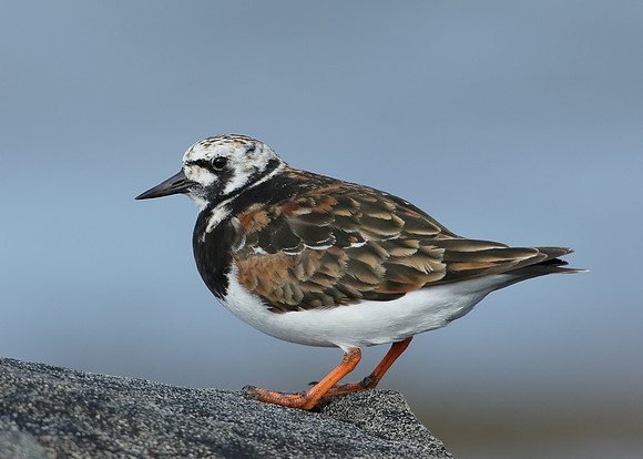 Turnstone Arenaria interpres