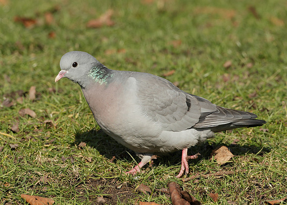 Stock Dove Columba oenas