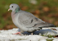 Stock Dove Columba oenas