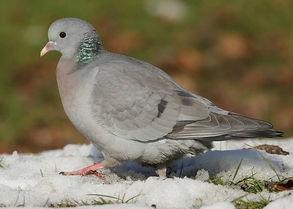 Stock Dove Columba oenas
