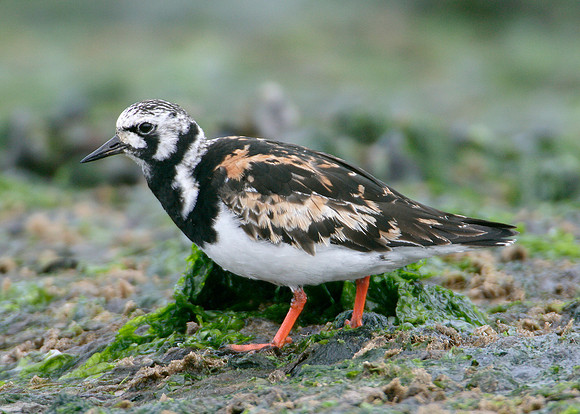 Turnstone Arenaria interpres
