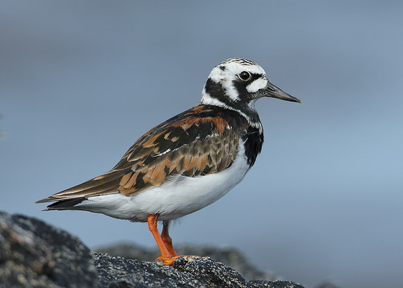 Turnstone Arenaria interpres