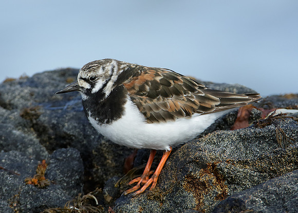 Turnstone Arenaria interpres