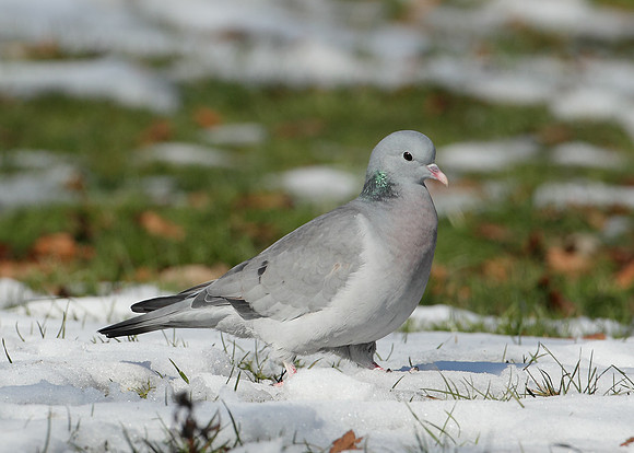 Stock Dove Columba oenas