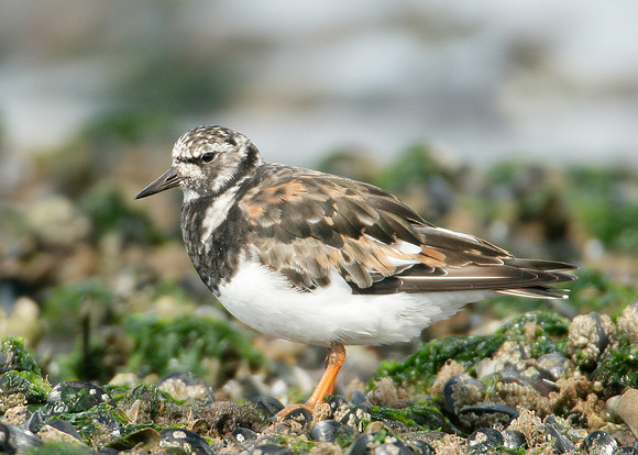 Turnstone Arenaria interpres
