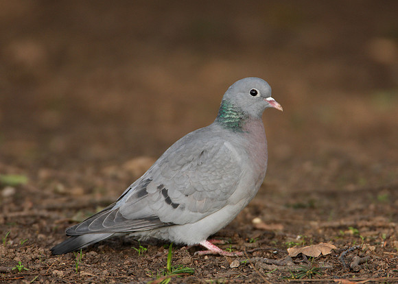 Stock Dove Columba oenas