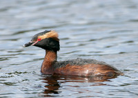 Slavonian Grebe Podiceps auritus