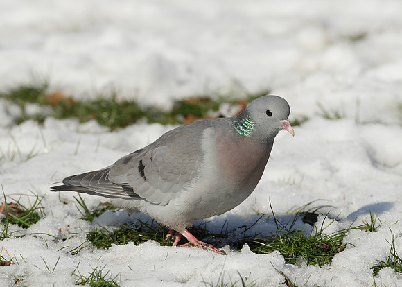 Stock Dove Columba oenas