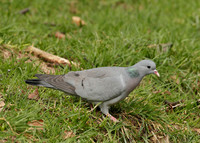 Stock Dove Columba oenas
