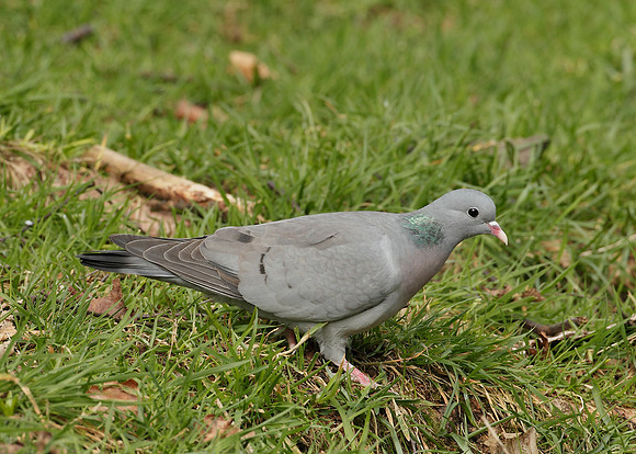 Stock Dove Columba oenas