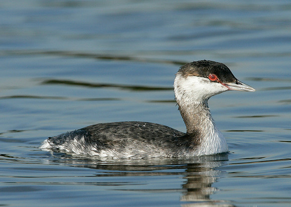Slavonian Grebe Podiceps auritus